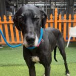 An image of Roxin. Roxin is a Great Dane.