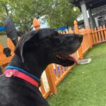 An image of Roxin. Roxin is a Great Dane.