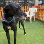 An image of Roxin. Roxin is a Great Dane.