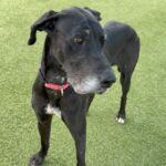 An image of Roxin. Roxin is a Great Dane.