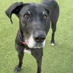 An image of Roxin. Roxin is a Great Dane.