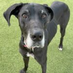 An image of Roxin. Roxin is a Great Dane.