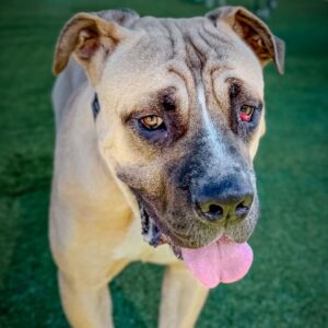 An image of Rufus. Rufus is a Mastiff.