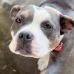 An image of Gia. Gia is a Terrier, Pit Bull.