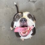 An image of Gia. Gia is a Terrier, Pit Bull.