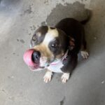 An image of Gia. Gia is a Terrier, Pit Bull.