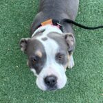 An image of Gia. Gia is a Terrier, Pit Bull.