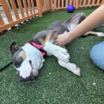 An image of Gia. Gia is a Terrier, Pit Bull.