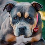 An image of Fiesta. Fiesta is a Terrier, Pit Bull.