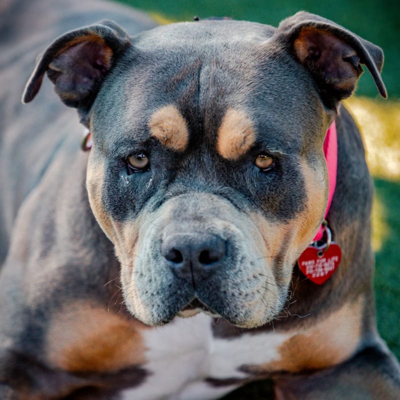 An image of Fiesta. Fiesta is a Terrier, Pit Bull.