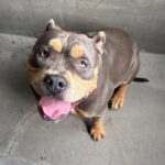 An image of Fiesta. Fiesta is a Terrier, Pit Bull.