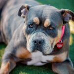 An image of Fiesta. Fiesta is a Terrier, Pit Bull.