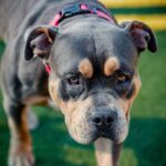 An image of Fiesta. Fiesta is a Terrier, Pit Bull.