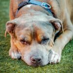 An image of Viejo. Viejo is a Terrier, Pit Bull/Mixed Breed (Large).