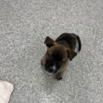 An image of Buffy (pink). Buffy (pink) is a Mixed Breed (Medium).