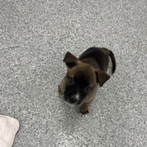 An image of Buffy (pink). Buffy (pink) is a Mixed Breed (Medium).