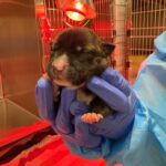 An image of Buffy (pink). Buffy (pink) is a Mixed Breed (Medium).