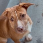 An image of Kim. Kim is a Terrier, Pit Bull.