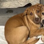 An image of Kim. Kim is a Terrier, Pit Bull.