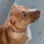 An image of Kim. Kim is a Terrier, Pit Bull.