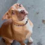 An image of Kim. Kim is a Terrier, Pit Bull.