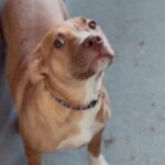 An image of Kim. Kim is a Terrier, Pit Bull.