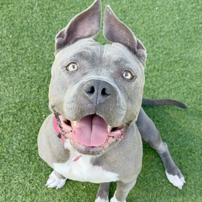 An image of Laurel. Laurel is a Terrier, Staffordshire Bull.