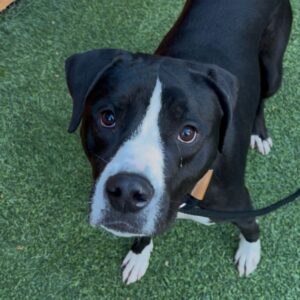 An image of Scar. Scar is a Mixed Breed (Medium).