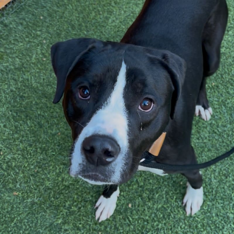 An image of Scar. Scar is a Mixed Breed (Medium).