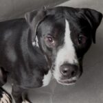 An image of Scar. Scar is a Mixed Breed (Medium).