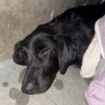 An image of Polly. Polly is a Retriever, Black Labrador.