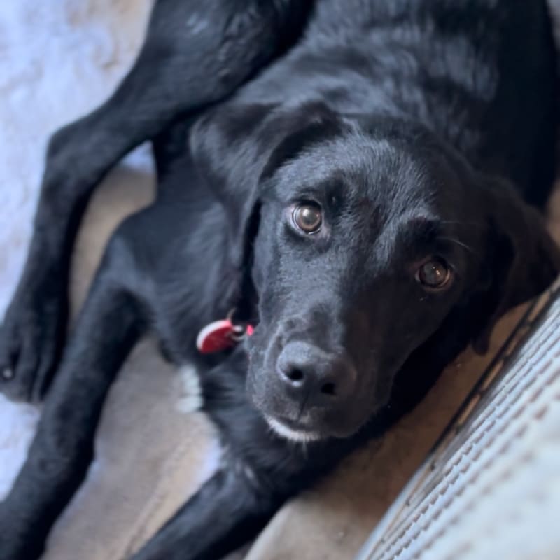An image of Penny. Penny is a Retriever, Black Labrador.