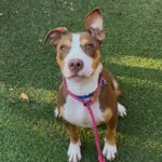 An image of Adrian. Adrian is a Terrier, Pit Bull.