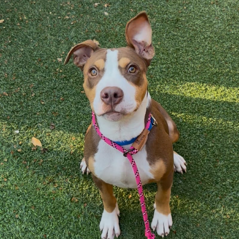 An image of Adrian. Adrian is a Terrier, Pit Bull.