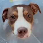 An image of Adrian. Adrian is a Terrier, Pit Bull.