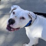 An image of Ghost. Ghost is a Terrier, Pit Bull.