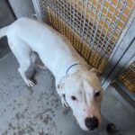 An image of Ghost. Ghost is a Terrier, Pit Bull.