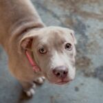 An image of Kendall. Kendall is a Terrier, Pit Bull.