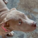 An image of Kendall. Kendall is a Terrier, Pit Bull.