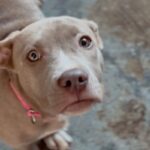 An image of Kendall. Kendall is a Terrier, Pit Bull.