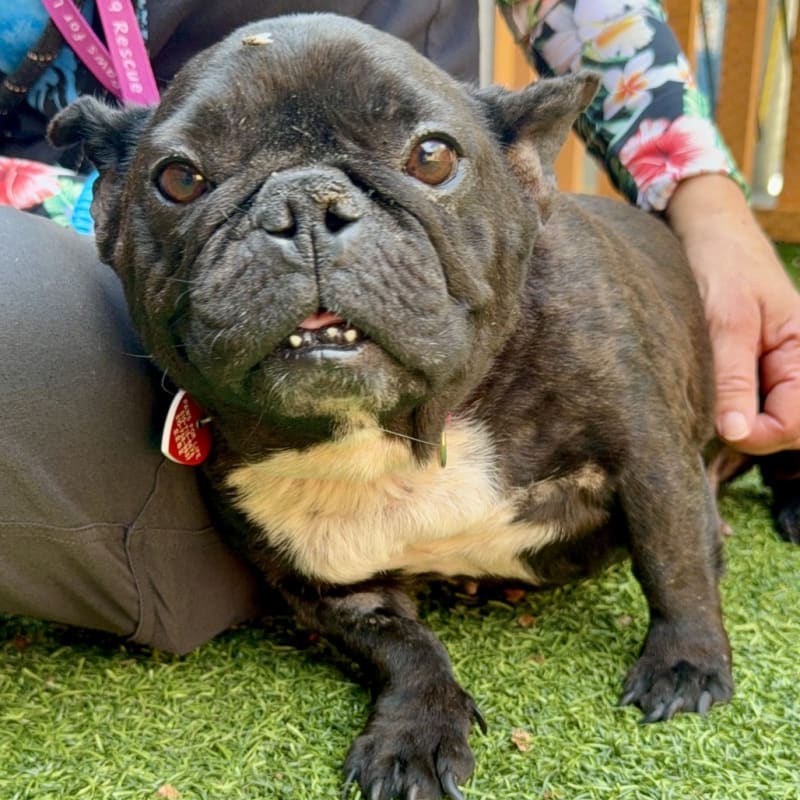 An image of Juicy. Juicy is a Bulldog, French.