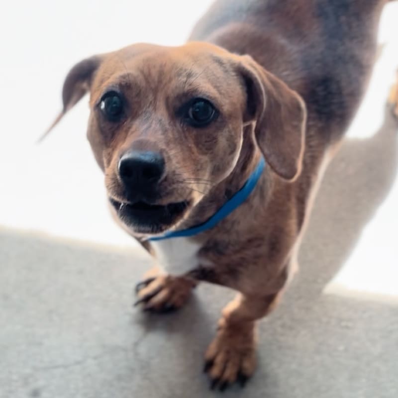 An image of Leonardo. Leonardo is a Chihuahua/None.