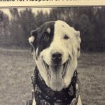 An image of Zion. Zion is a Cattle Dog, Australian (Red Heeler)/Mixed Breed (Large).