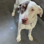 An image of Zion. Zion is a Cattle Dog, Australian (Red Heeler)/Mixed Breed (Large).