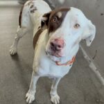 An image of Zion. Zion is a Cattle Dog, Australian (Red Heeler)/Mixed Breed (Large).