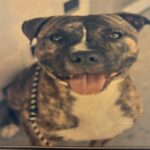 An image of Firefly. Firefly is a Terrier, Pit Bull.