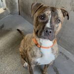 An image of Firefly. Firefly is a Terrier, Pit Bull.