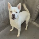 An image of Astro. Astro is a Husky/Shepherd.