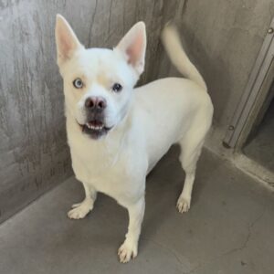 An image of Astro. Astro is a Husky/Shepherd.