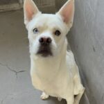 An image of Astro. Astro is a Husky/Shepherd.